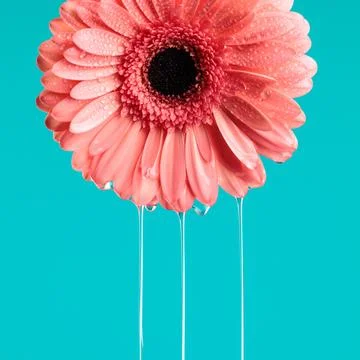 Beauty nature concept by pink gerbera daisy flower with water pouring Stock Photos