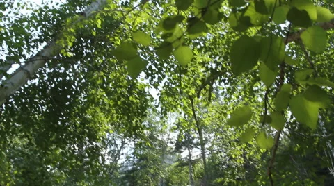The beauty of Nature Stock Footage 40341151