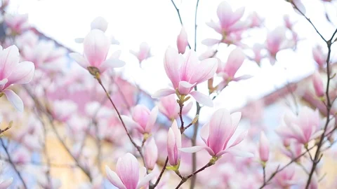 Beauty of nature Stock Footage 89570251