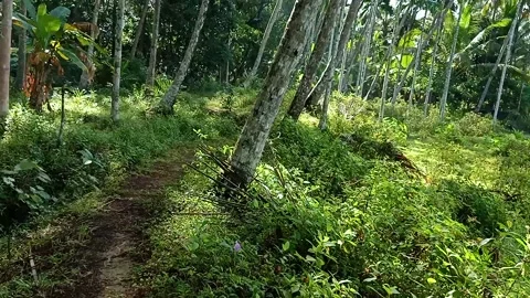 Beauty of nature Stock Footage 138299053