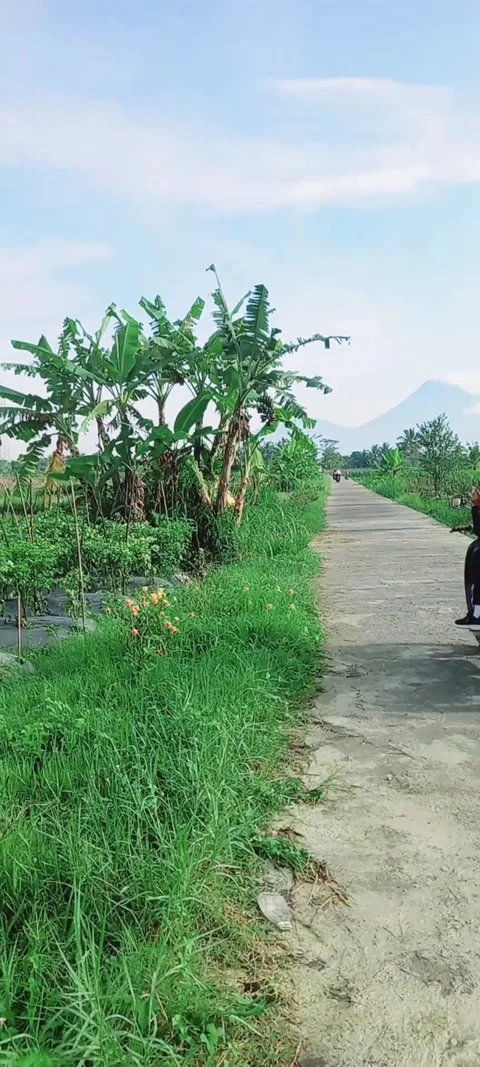The beauty of nature on the slopes of Mount Merapi is beautiful and charming Video stock 220810816
