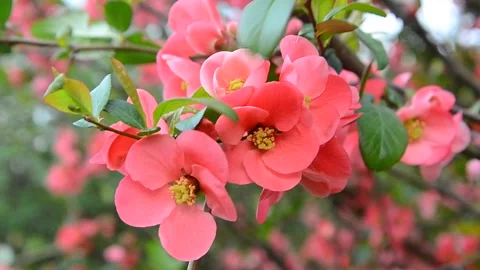 Beauty of nature in springtime 스톡 동영상 132643511