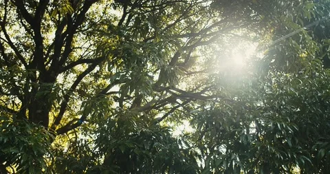 Beauty in nature Sun rays shining break through the foliage Rich green leaves tr Stock Footage 167206124