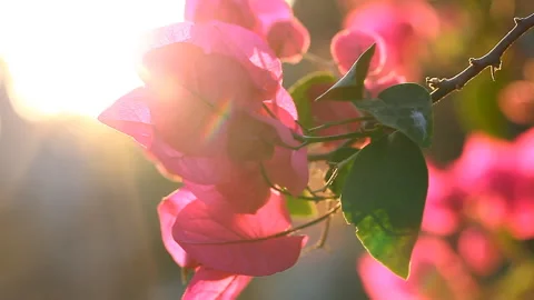 The beauty of nature. Sunset and flowers. Bougainvillea flowers blossom with a Stock Footage