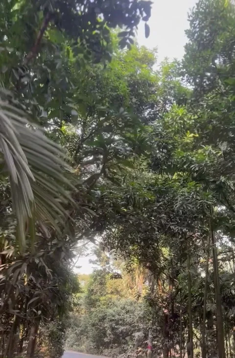  beauty of nature while driving on the road in the middle of the forest. Stock Footage 305166411