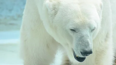 Beauty north pole looking antarctica snow mammal glacier on footage backgrounds Vídeo Stock 334032453
