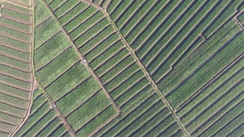 The beauty of onion fields that form patterns Stock Footage 136655474