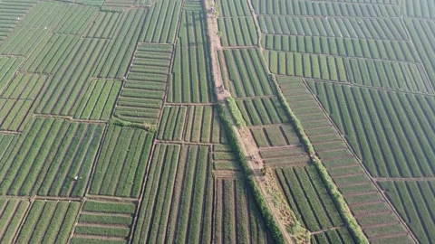 The beauty of onion fields that form patterns Stock Footage 136657354