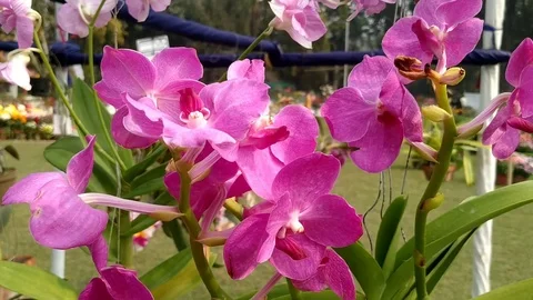 Beauty of Orchids Stock Footage 126656913