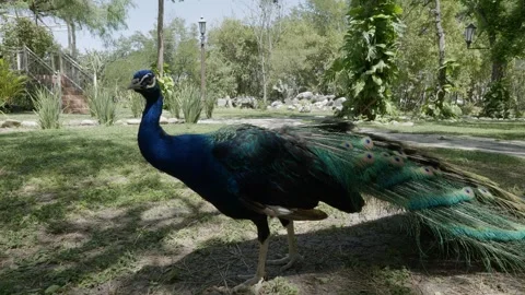 The beauty of a peacock Stock Footage 276972645