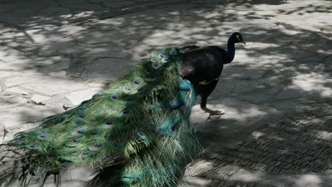 The beauty of a peacock Stock Footage 276972882
