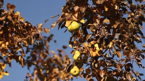 Beauty Pear Tree Video stock 33195782