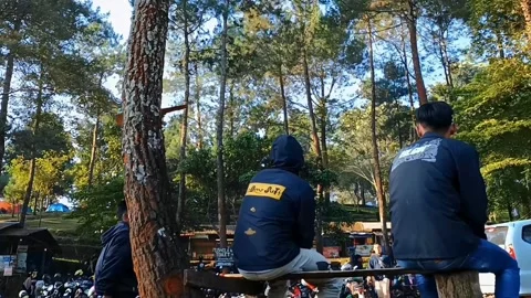 The beauty of the pine tree Video stock 233073667