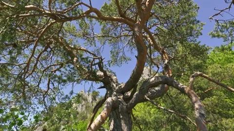 Beauty of pine tree in spring forest nature Stock Footage 275855208