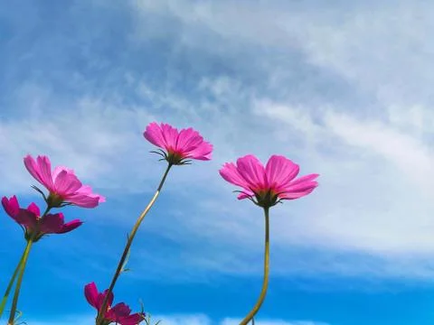 The beauty of pink cosmos flowers and beautiful sky. Stock Photos