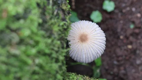The beauty of Pleated inkcap is that it is small in size and has thin flesh Stock Footage 277375123