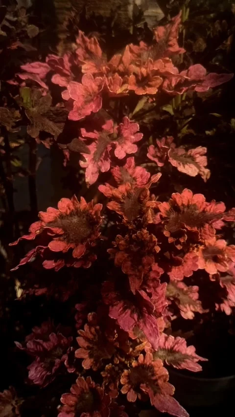 The beauty of purple leaf Video stock 244112005