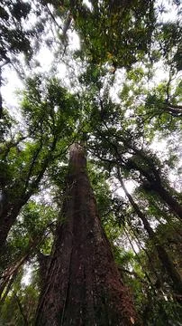 Beauty of Rainforest 2 Stock Photos
