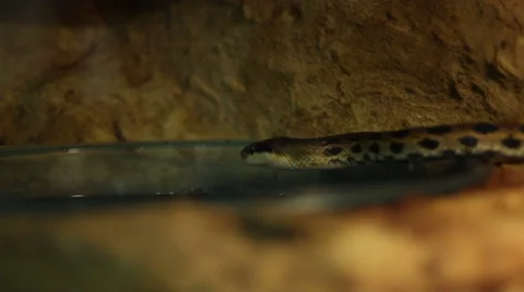 Beauty Ratsnake Slithering Stock Footage 45235258