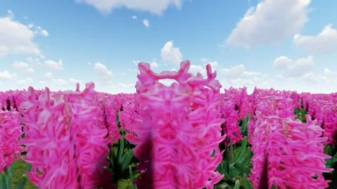 Beauty of red flower Stock Footage 340910932