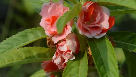 The beauty of the red flower with the wind Video stock 212549869