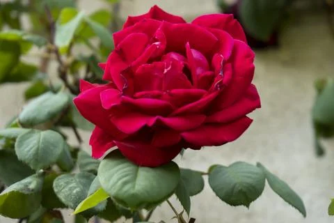 The Beauty of a Red Rose Stock Photos