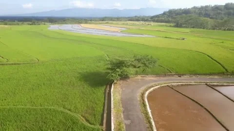 The beauty of rice fields 库存影片 243722055
