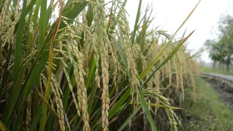 The beauty of rice Stock-Footage 183475879