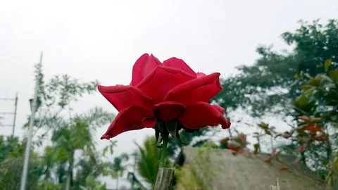 Beauty of Rose Stock Footage 127052509