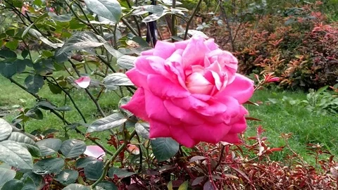 Beauty of Rose Stock Footage 127053854
