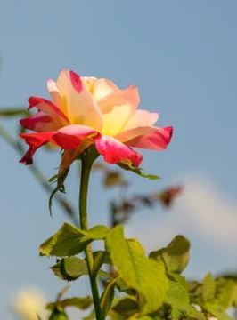 Beauty Rose Stock Photos