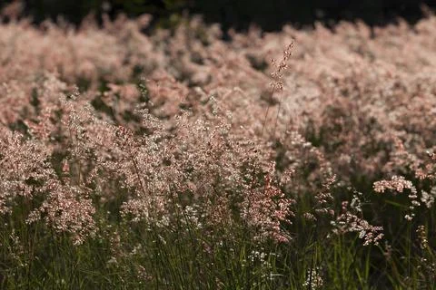 The beauty of Ruby grass or Natal grass Stock Photos