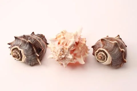 Beauty seashells Stock Photos