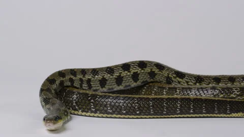 Beauty Snake looking towards camera - isolated on white background Stock Footage 240607298