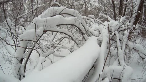 The beauty of the snowy forest Stock Footage 167488902