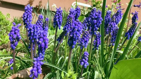 Beauty spring flower in the garden Stock Footage 108487341