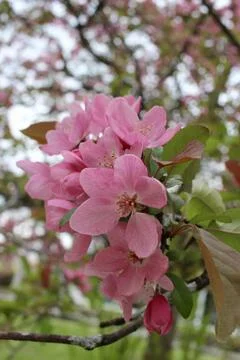Beauty of spring Stockfoto's