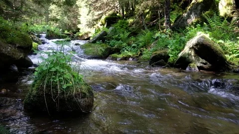 Beauty stream on mountain Stock-Footage 81801487