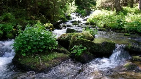 Beauty stream on mountain Stock Footage 81801504