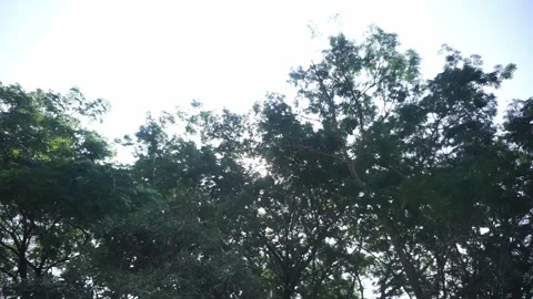 The beauty of sunlight filtering through the dense foliage of trees Video stock 304792145