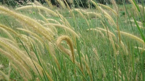 The beauty of the swaying grass Stock Footage 140173300