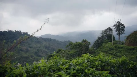 The Beauty of Tea Plantations in West Java | Indonesian Nature and Landscape Vídeo Stock 271168719