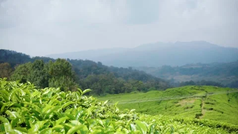 The Beauty of Tea Plantations in West Java | Indonesian Nature and Landscape Vídeo Stock 271168750