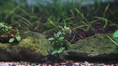 The beauty of tiny bucephalandra plants in an aquarium with ornamental shrimp	 Vidéo 237332005