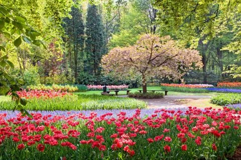 Beauty tree in bloom with bench on spring Stock Photos