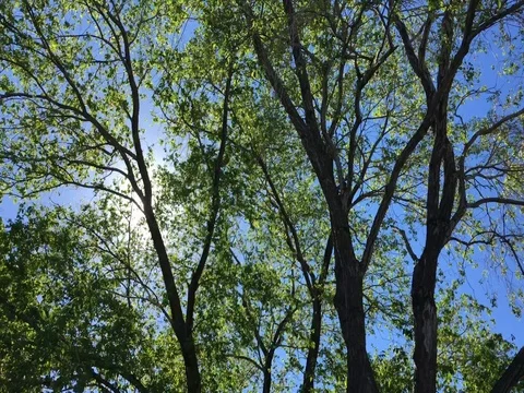 Beauty in Trees Stock Footage