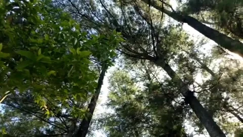 The beauty of the trees Stock Footage 169119248