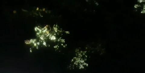 Beauty of trees at night Video stock 237030942