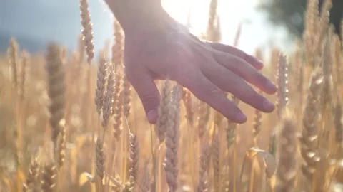The beauty of walking around the wheat fields Video stock 237009708