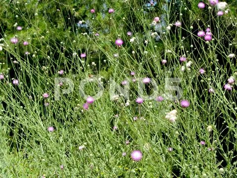 THE BEAUTY OF WEEDS AND SEEDS, spiky thistle with pink hue Stock Photos